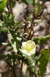 Cutleaf evening-primrose